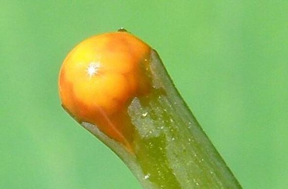 Propiedades da celidonia no tratamento dos papilomas